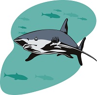 tiburón